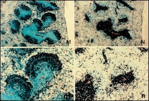Anti-Mouse IgM (-chain specific)Biotin antibody produced in goat 