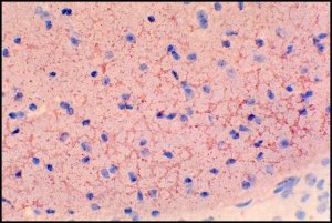 Anti-Mouse IgM (-chain specific)Peroxidase antibody produced in goat 