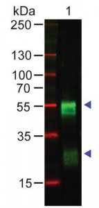 Anti-Rabbit IgG (H+L), highly cross adsorbed antibody produced in goat SAB3700875-1MG