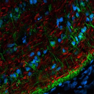 Anti-Rabbit IgG (H+L), highly cross-adsorbed, CF 568 antibody produced in donkey 