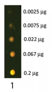 Anti-Rabbit IgG (H+L)-Texas Red antibody produced in donkey SAB3700937-2MG