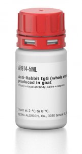 Anti-Rabbit IgG (whole molecule)Agarose antibody produced in goat 