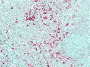 Anti-Rabbit IgG (whole molecule)Alkaline Phosphatase antibody produced in goat A0418-1ML