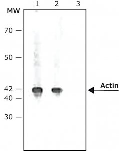 Anti-Rabbit IgG (whole molecule)Alkaline Phosphatase antibody produced in goat A0418-1ML