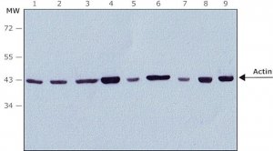 Anti-Rabbit IgG (whole molecule)Peroxidase antibody produced in goat A0545-1ML