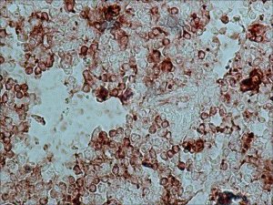Anti-Rabbit IgG (whole molecule)Peroxidase antibody produced in goat A9169-2ML