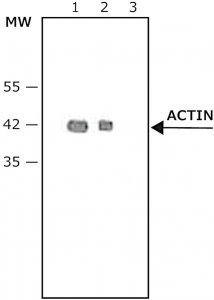 Anti-Rabbit IgG (whole molecule)Peroxidase antibody produced in goat A9169-2ML