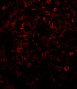 Anti-Rabbit IgG (whole molecule)TRITC antibody produced in goat T6778-1ML