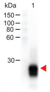Anti-Rabbit IgG F(ab)2, F(ab)2 fragment, highly cross absorbed-Peroxidase antibody produced in goat SAB3700842-500UG