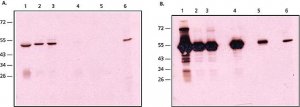 Anti-Rabbit IgG, Native antibody, Mouse monoclonal 