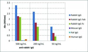 Anti-Rabbit IgG-Biotin antibody, Goat monoclonal 