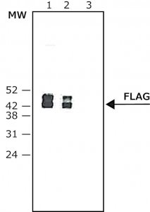 Anti-Rat IgG (whole molecule)Peroxidase antibody produced in rabbit A5795-1ML