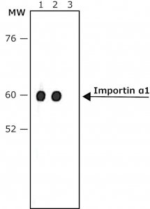 Anti-Rat IgG (whole molecule)Peroxidase antibody produced in rabbit A9542-2ML