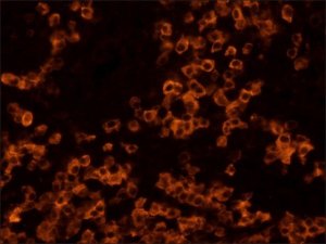 Anti-Rat IgG (whole molecule)TRITC antibody produced in rabbit T4280-1ML