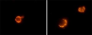 Anti-Rat IgG (whole molecule)TRITC antibody produced in rabbit T4280-1ML