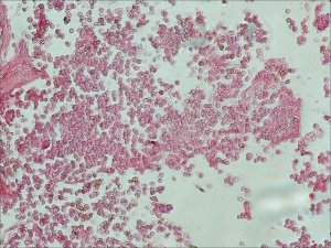 Anti-Rat IgG (whole molecule)Alkaline Phosphatase antibody produced in rabbit 