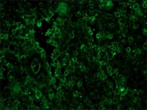 Anti-Sheep IgG (whole molecule)FITC antibody produced in rabbit 