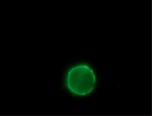 Anti-Sheep IgG (whole molecule)FITC antibody produced in rabbit 