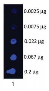 Anti-Swine IgG (H+L)-Fluorescein antibody produced in goat SAB3700433-2MG