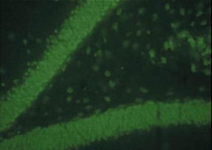 Donkey Anti-Mouse IgG Antibody, FITC conjugate, Species Adsorbed AP192F