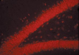 Donkey Anti-Mouse IgG Antibody, Rhodamine conjugate, Species Adsorbed AP192R