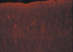 Donkey Anti-Rabbit IgG Antibody, Cy3 conjugate, Species Adsorbed AP182C