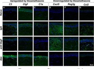 Goat Anti-Mouse IgG Antibody, (H+L) HRP conjugate AP308P