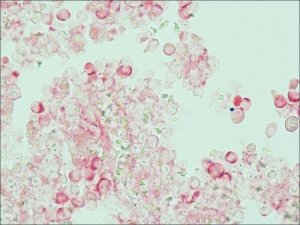 Monoclonal Anti-Bovine IgGAlkaline Phosphatase antibody produced in mouse 
