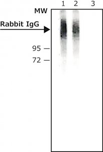 Monoclonal Anti-Bovine IgGAlkaline Phosphatase antibody produced in mouse 