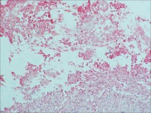Monoclonal Anti-Goat/Sheep IgGAlkaline Phosphatase antibody produced in mouse 
