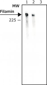 Monoclonal Anti-Goat/Sheep IgGAlkaline Phosphatase antibody produced in mouse 