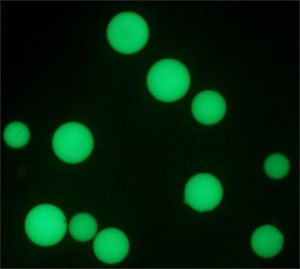 Monoclonal Anti-Human IgG1FITC antibody produced in mouse 