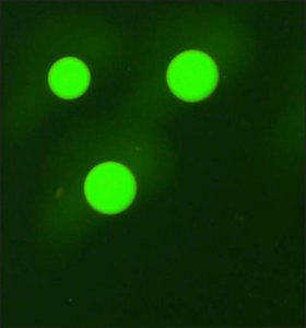 Monoclonal Anti-Human IgG3FITC antibody produced in mouse 