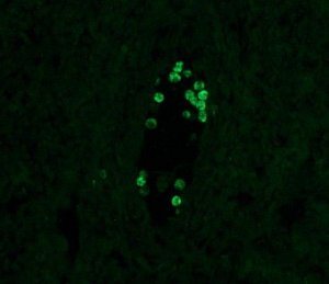 Monoclonal Anti-Human IgG4FITC antibody produced in mouse 