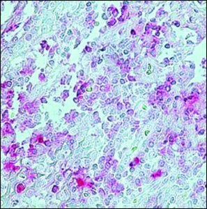Monoclonal Anti-Rabbit IgG (-chain specific)Alkaline Phosphatase antibody produced in mouse 