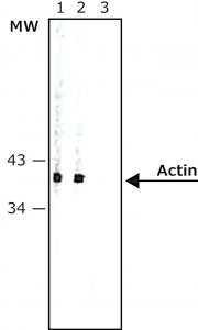 Monoclonal Anti-Rabbit IgG (-chain specific)Alkaline Phosphatase antibody produced in mouse 