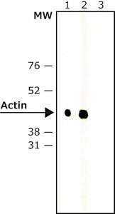 Monoclonal Anti-Rabbit IgG, NativePeroxidase antibody produced in mouse 