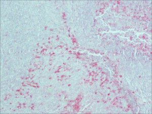 Monoclonal Anti-Rabbit ImmunoglobulinsAlkaline Phosphatase antibody produced in mouse 
