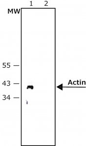 Monoclonal Anti-Rabbit ImmunoglobulinsAlkaline Phosphatase antibody produced in mouse 