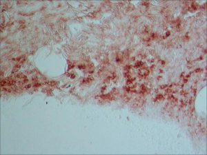 Monoclonal Anti-Rabbit ImmunoglobulinsBiotin antibody produced in mouse 