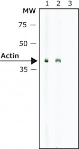 Monoclonal Anti-Rabbit ImmunoglobulinsBiotin antibody produced in mouse 