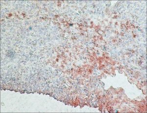 Monoclonal Anti-Rabbit ImmunoglobulinsPeroxidase antibody produced in mouse 