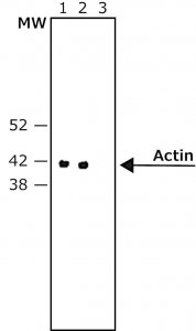 Monoclonal Anti-Rabbit ImmunoglobulinsPeroxidase antibody produced in mouse 
