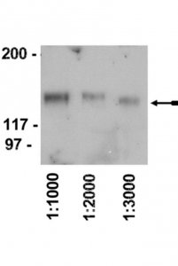 Rabbit Anti-Chicken IgY Antibody, HRP conjugate 12-341
