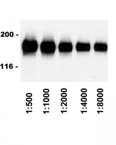 Rabbit Anti-Sheep IgG Antibody, HRP conjugate 12-342