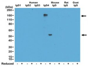 Rabbit-Anti-Human IgG4 Antibody, clone RM120 4-1667
