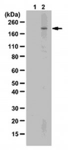 Sheep Anti-Human IgM, (Fc) Antibody AP512
