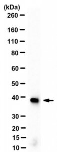 Sheep Anti-Mouse IgG Antibody, Species absorbed Antibody, HRP conjugate AC111P