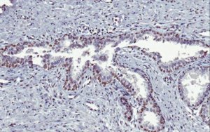 Sheep Anti-Mouse IgG Antibody, Species absorbed, Biotin conjugate AC111B