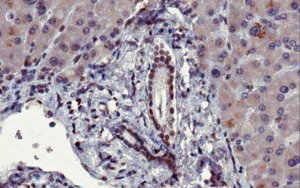 Sheep Anti-Mouse IgG Antibody, Species absorbed, Biotin conjugate AC111B